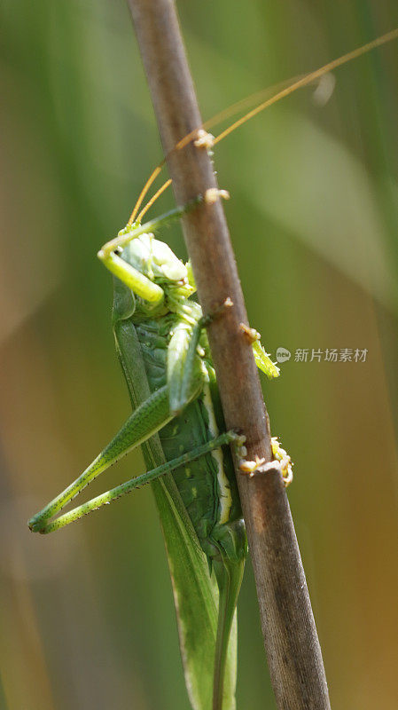 绿灌木大蟋蟀(Tettigonia viridissima)雌性